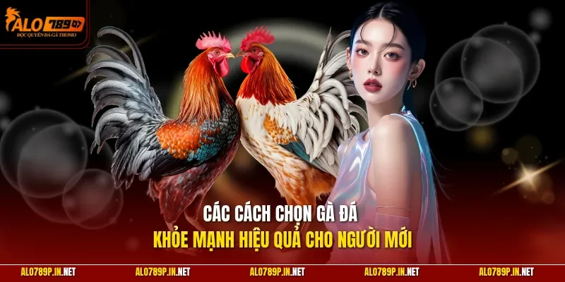 Các cách chọn gà đá khỏe mạnh hiệu quả cho người mới