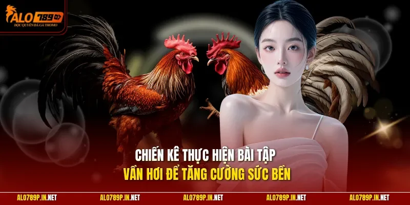 Chiến kê thực hiện bài tập vần hơi để tăng cường sức bền
