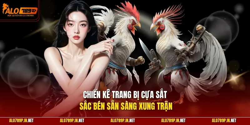 Chiến kê trang bị cựa sắt sắc bén sẵn sàng xung trận