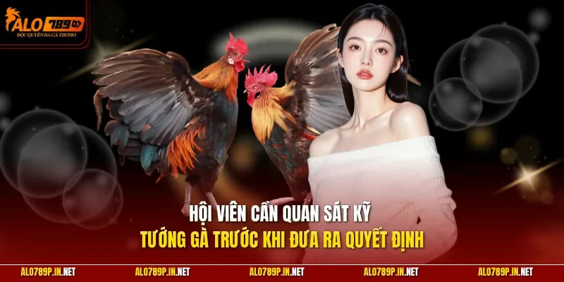 Hội viên cần quan sát kỹ tướng gà trước khi đưa ra quyết định