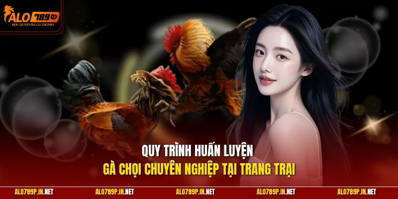 Quy trình huấn luyện gà chọi chuyên nghiệp tại trang trại