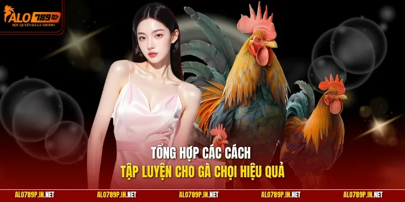 Tổng hợp các cách tập luyện cho gà chọi hiệu quả
